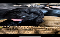 Cockapoo dogs for sale: F1 Cockapoo Puppies - Image 7