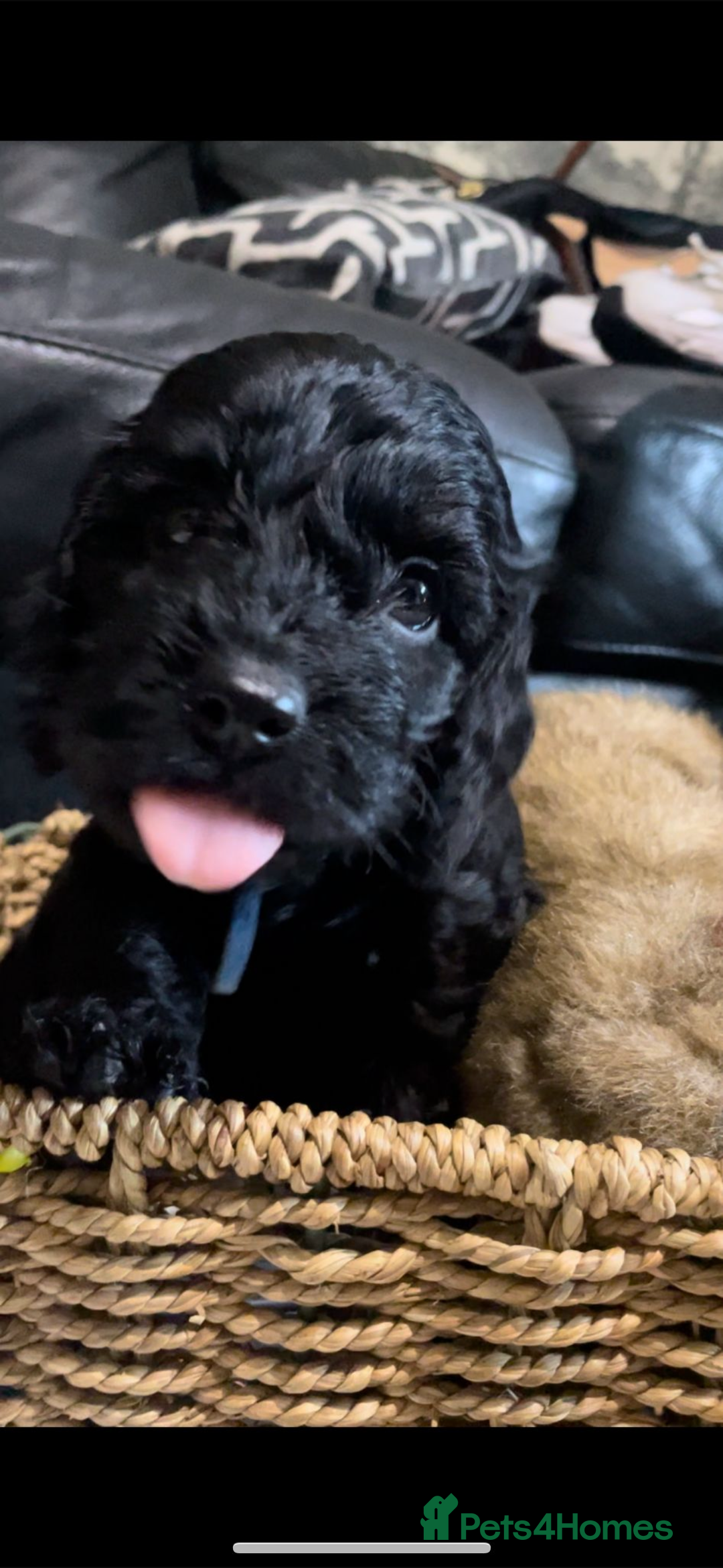Cockapoo dogs for sale: F1 Cockapoo Puppies - Image 7