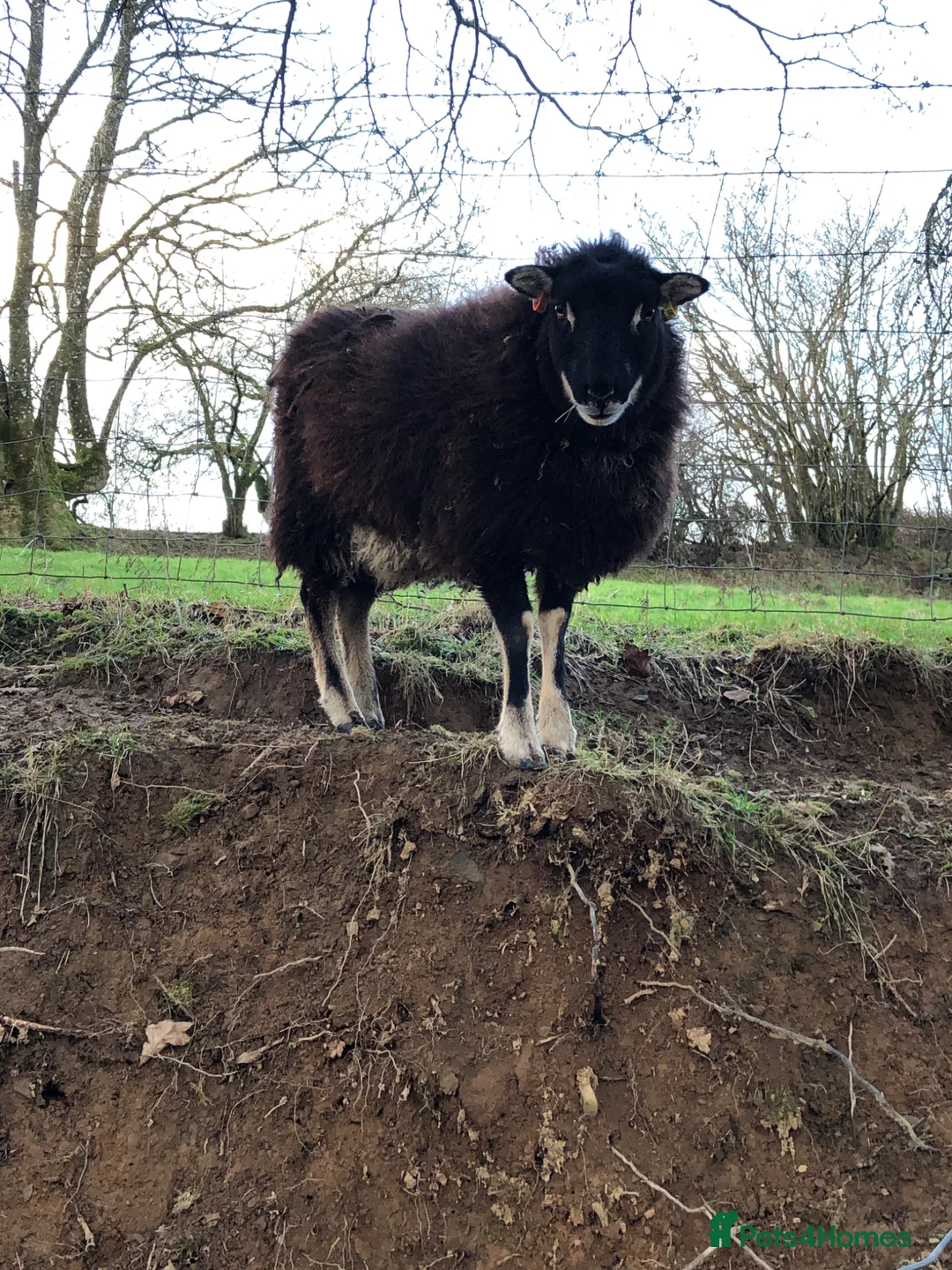 Sheep livestock for sale: Mixed flock of great lawnmowers  - Advert 5