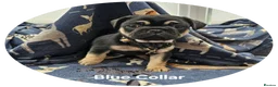 Frug dogs for sale: FRUG puppies looking for loving, forever homes now - Advert 19