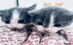 Mixed Breed cats for sale: Gorgeous kittens  - Image 4