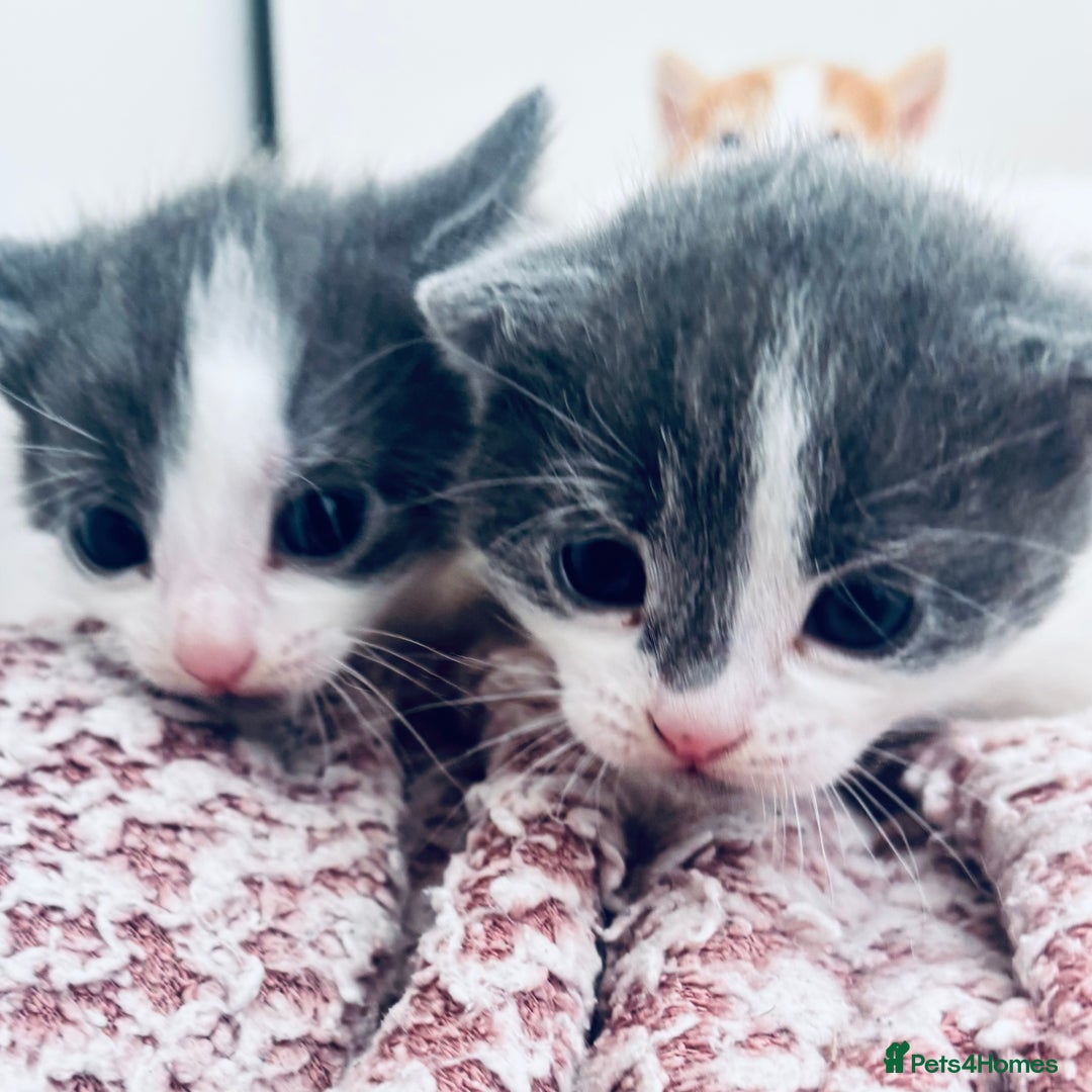 Mixed Breed cats for sale: Gorgeous kittens  - Image 4