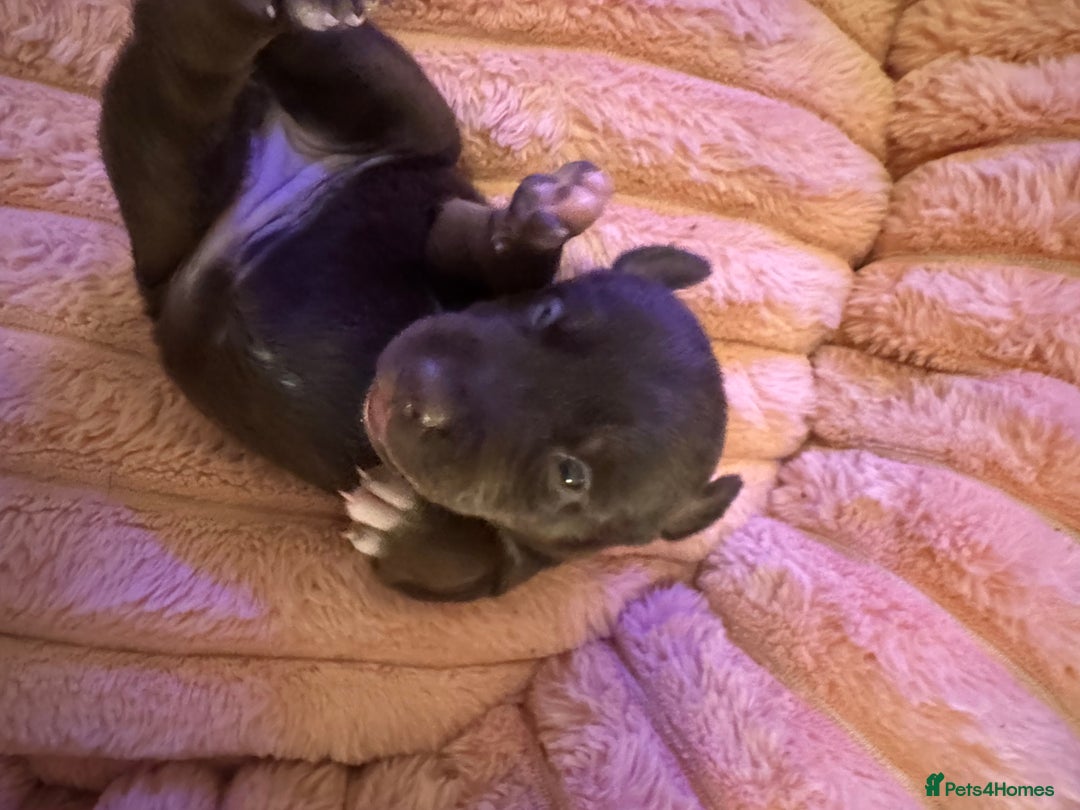 Mixed Breed dogs for sale: Shar Pei cross breed X Labrador Puppies  - Advert 11