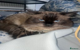 Ragdoll cats for stud: Stunning ragdoll for stud  - Image 16