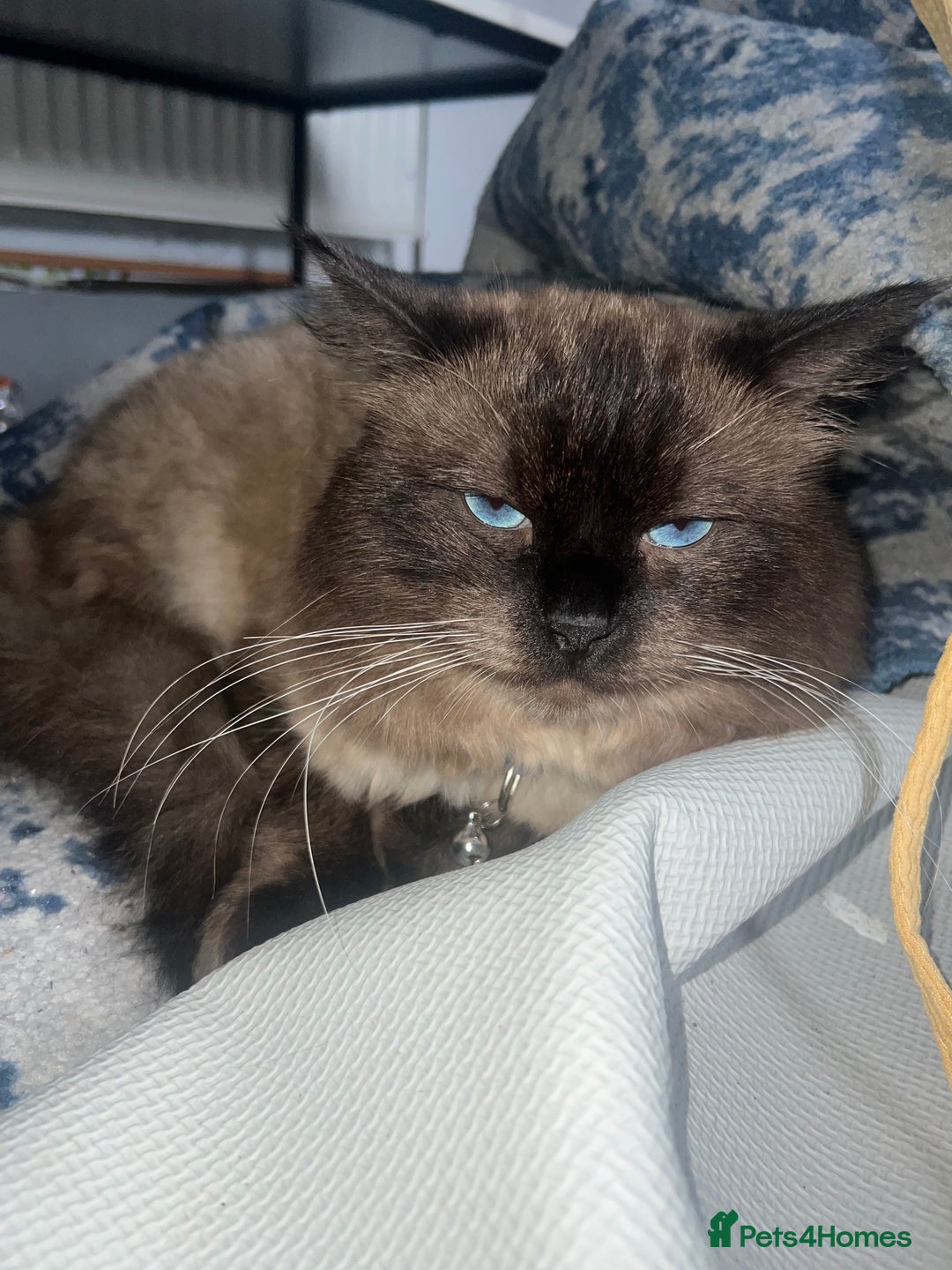 Ragdoll cats for stud: Stunning ragdoll for stud  - Image 16