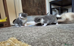 Ragdoll cats for sale: Ragdoll X Kittens  - Image 8