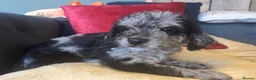 Labradoodle dogs for sale: Toy Labradoodle Puppies - Ready Now!  - Advert 30