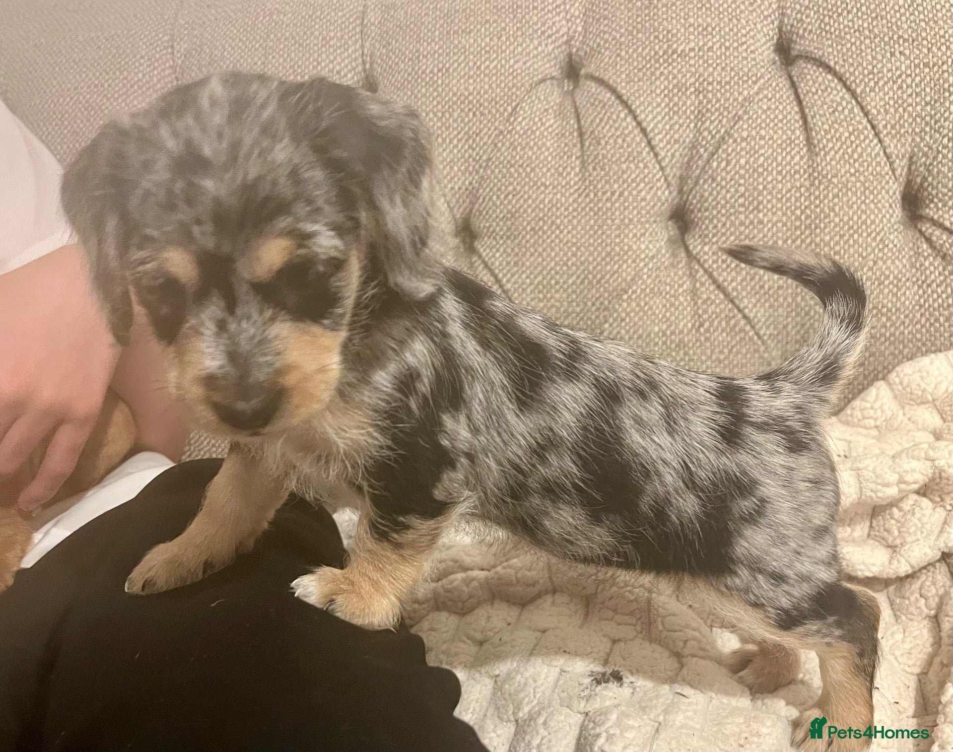 Mixed Breed dogs 3 pups left  - Advert 1