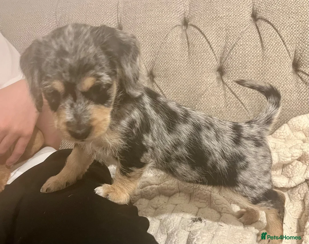 Mixed Breed dogs for sale: 3 pups left  - Advert 1