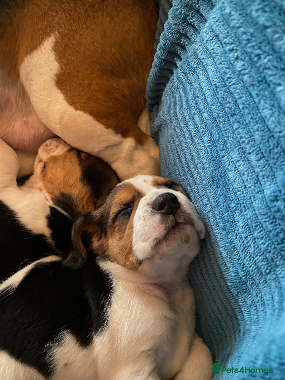Beagle dogs for sale: 5 Beautiful tri beagle pups  - Advert 6