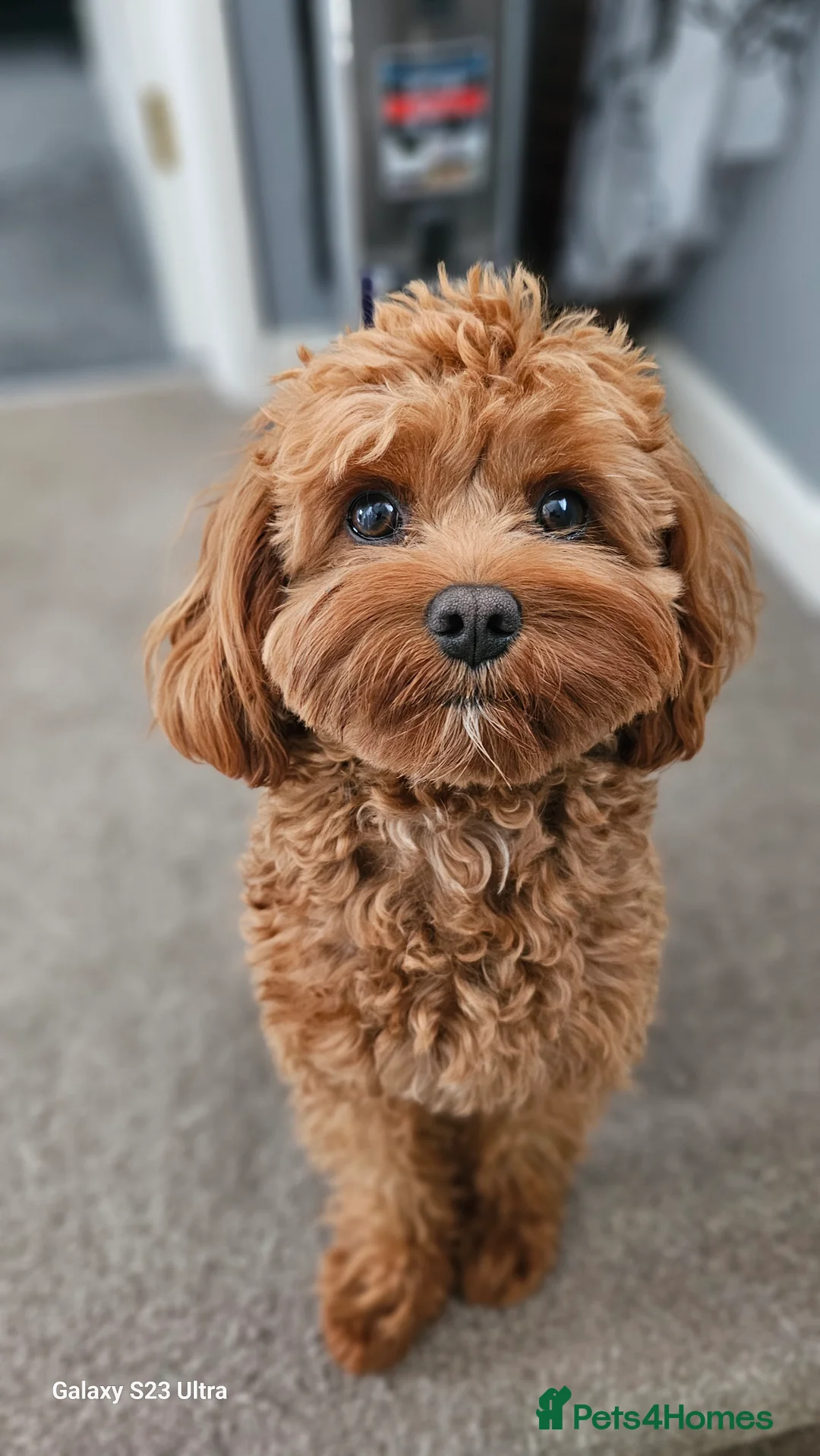 Cavapoo dogs for stud:  Toy cavapoo (proven stud) - Advert 10