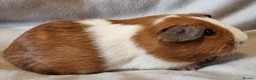 Guinea Pig rodents for sale: Adoption - Bonded Pair Boar(Boy) Guinea Pigs - Advert 6