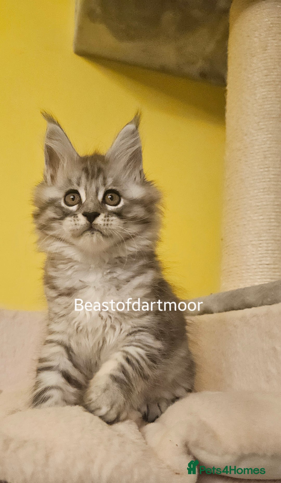 Maine Coon cats for sale: TICA Registered Maine Coon Kittens  - Advert 5