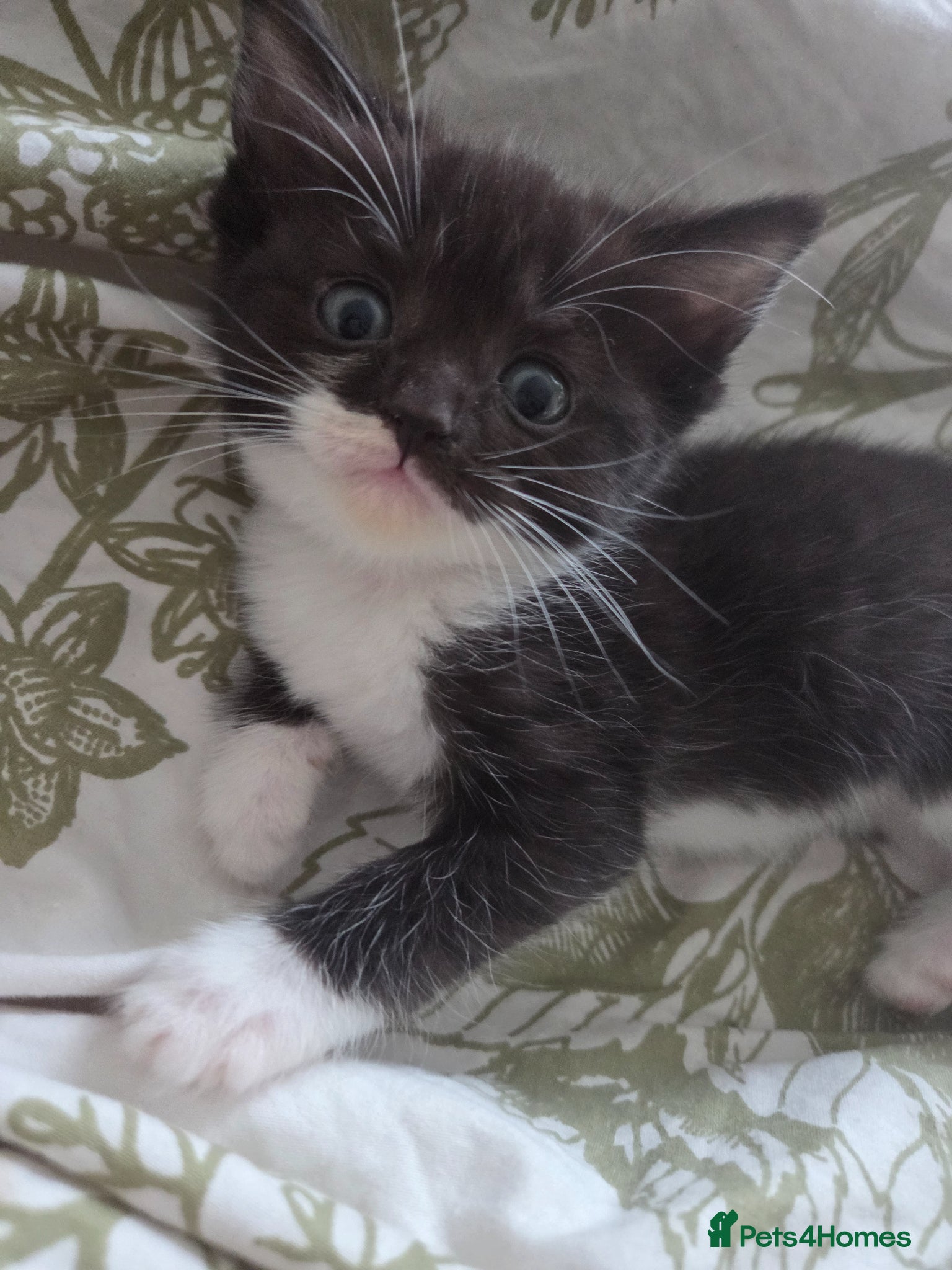 Mixed Breed cats 💜😻Ragdoll x BSH kittens ❤️ - Advert 1