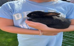 Mixed Breed rabbits for sale: Ready 3 beautiful lion head/English spot bunny’s  - Image 7