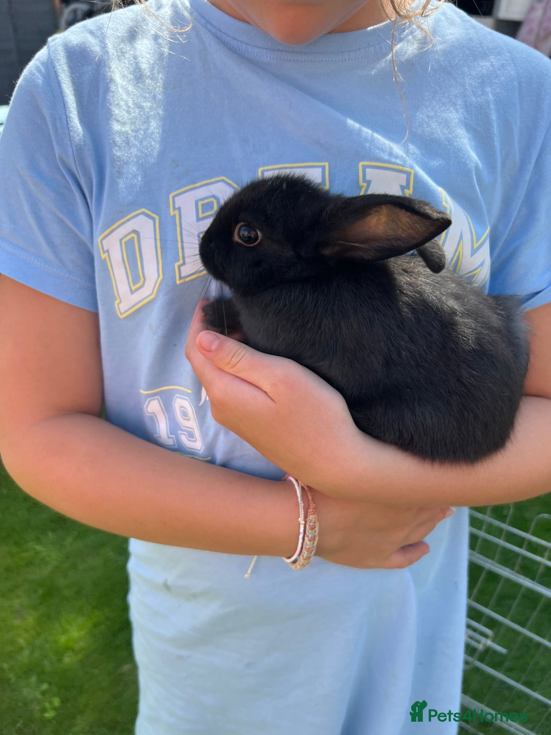 Mixed Breed rabbits for sale: Ready 3 beautiful lion head/English spot bunny’s  - Image 7