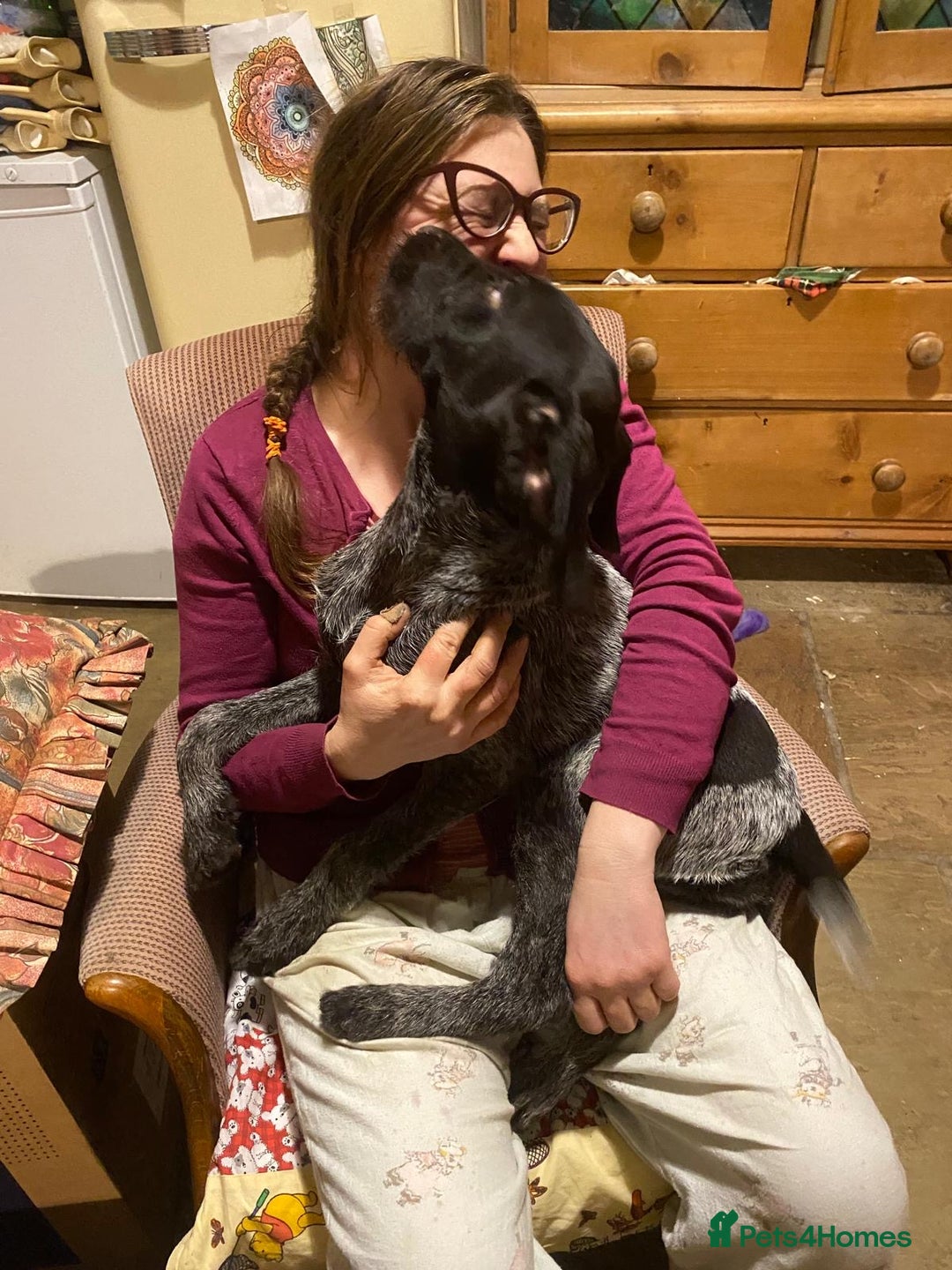 German Wirehaired Pointer dogs for sale: Lovely young German Wire Haired Pointer Bitch  - Advert 3