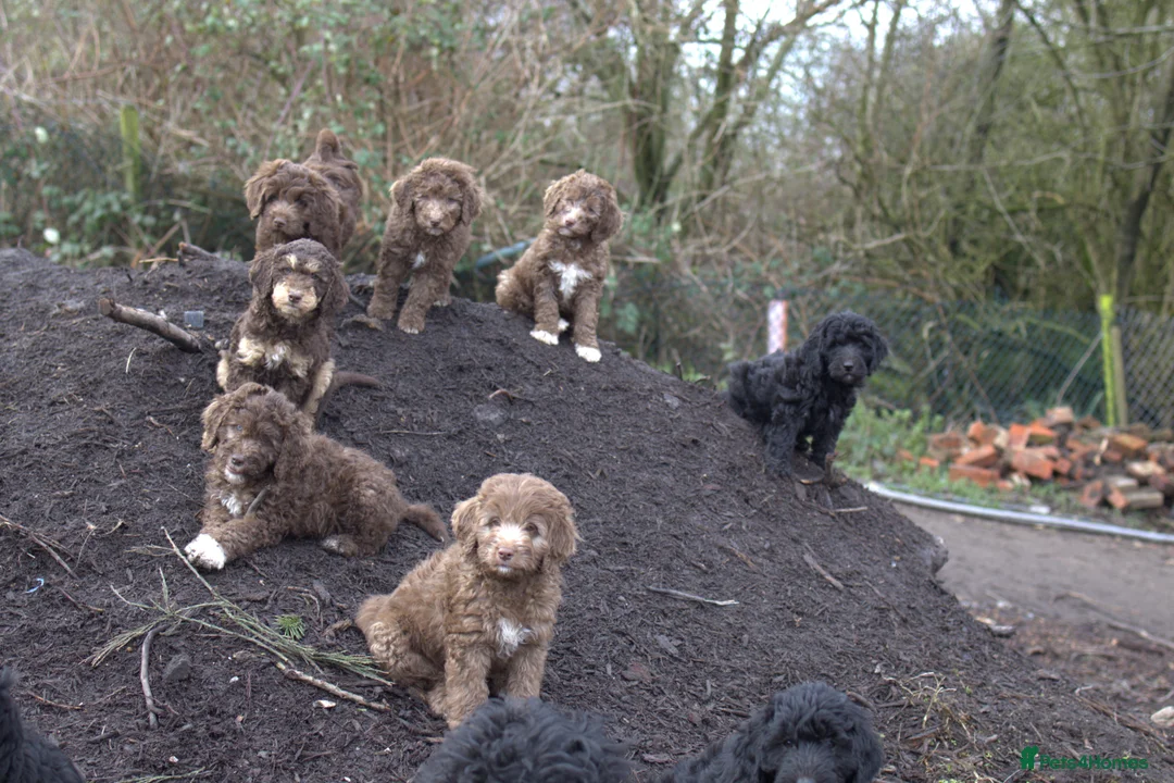 Double Doodle dogs for sale: 🌈Fully vaccinated and ready to meet the world 🌈 - Advert 10