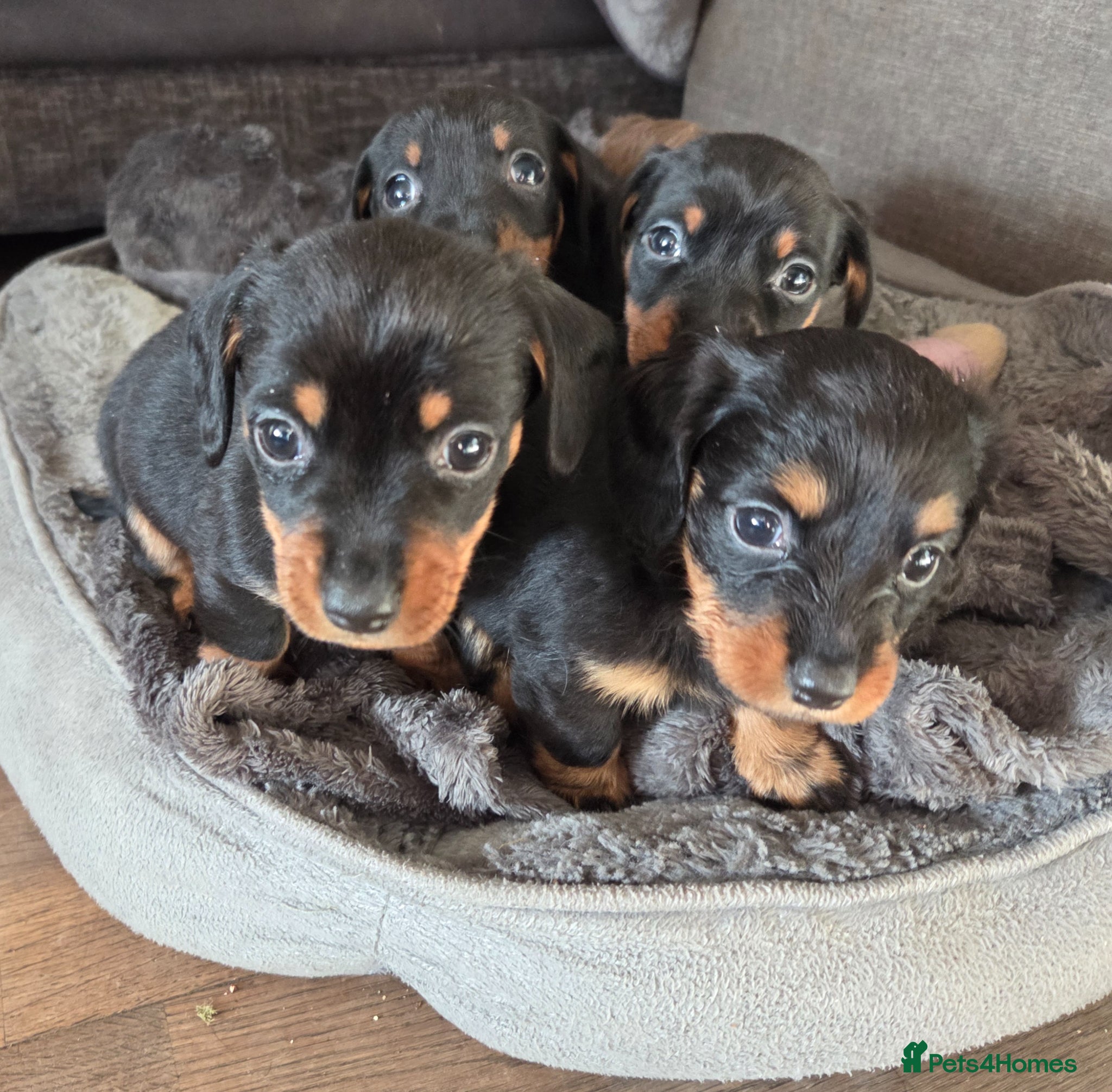 Miniature Dachshund dogs Miniature Dachshunds - Advert 2