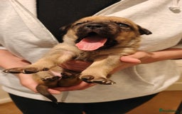 Mixed Breed dogs for sale: German Staffy Litter Available 12/10/25 - Image 9