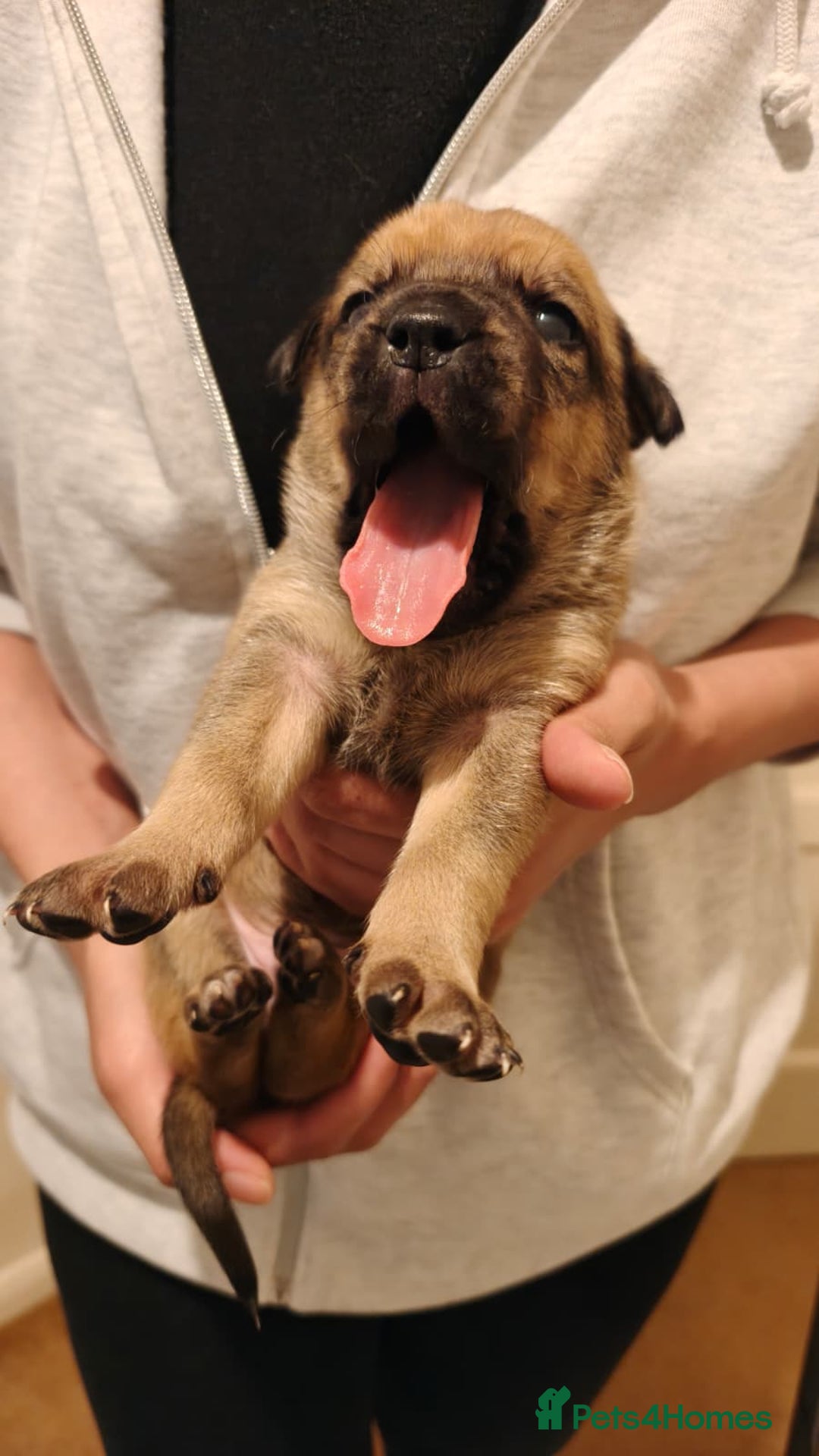 Mixed Breed dogs for sale: German Staffy Litter Available 12/10/25 - Image 9