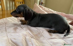 Dachshund dogs for sale: Dachshund puppies  - Image 3
