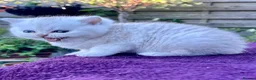 British Shorthair cats for sale: Blue Golden Golden CPT & Silver Tipped - Advert 5