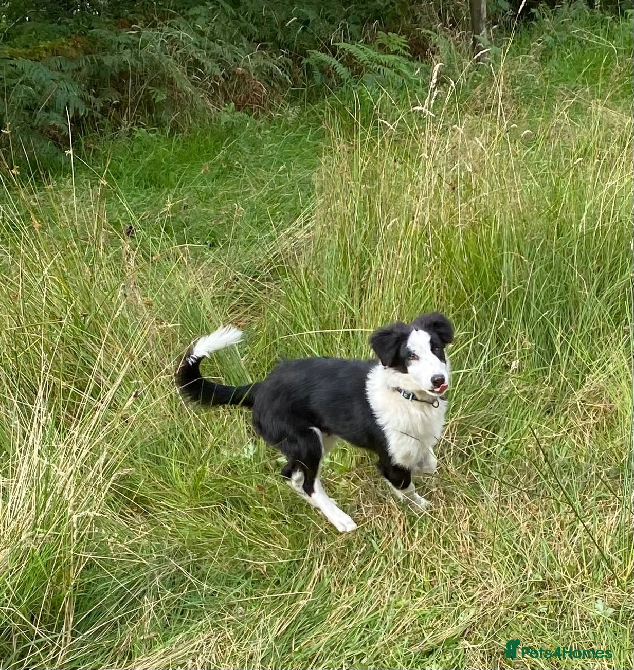 Border Collie dogs Classic Long Coated B&W Border Collie Boy Pup - Advert 1