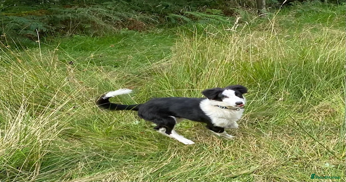 beautiful-border-collie-puppies-for-sale-pets4homes