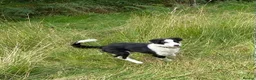 Border Collie dogs for sale: Classic Long Coated B&W Border Collie Boy Pup - Advert 1
