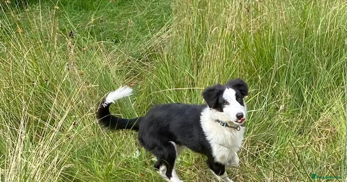 Beautiful Border Collie Puppies For Sale Pets4Homes beautiful-border-collie-puppies-for-sale-pets4homes