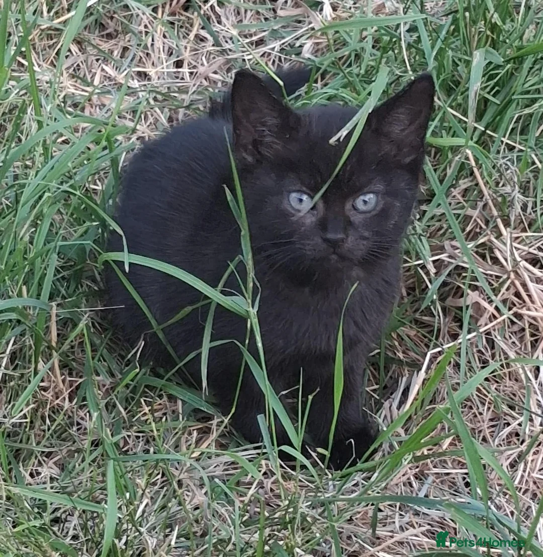 Domestic Shorthair cats for sale: Four Kittens for sale - 2 Tuxedo, 2 Black in Stockton-on-Tees - Advert 5