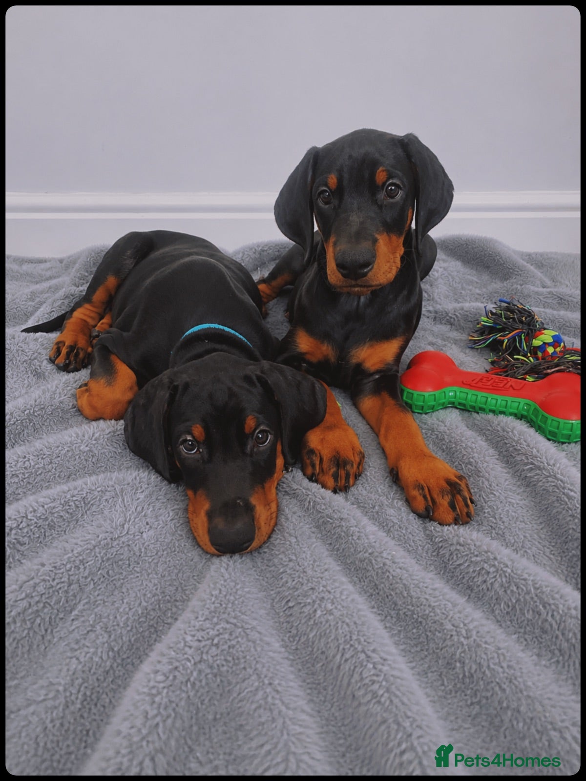 Dobermann dogs KC REGISTERED - DOBERMAN PUPPIES - Advert 6