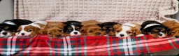 Cavalier King Charles Spaniel dogs for sale: STUNNING CAVALIER KING CHARLES PUPPIES  - Advert 6