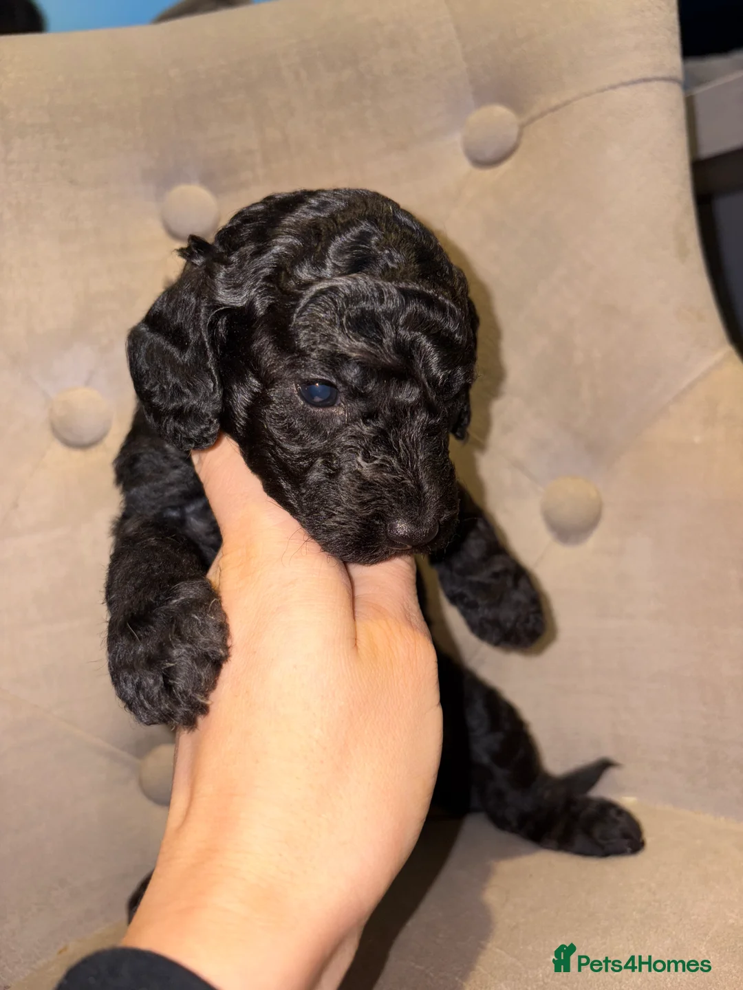 Cockapoo dogs for sale: Beautiful litter of 10 Cockapoo pups  - Advert 23