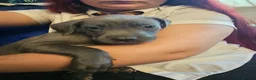 Mixed Breed dogs for sale: 2 gorgeous blue eyed boys .cane corso x great dane - Advert 8