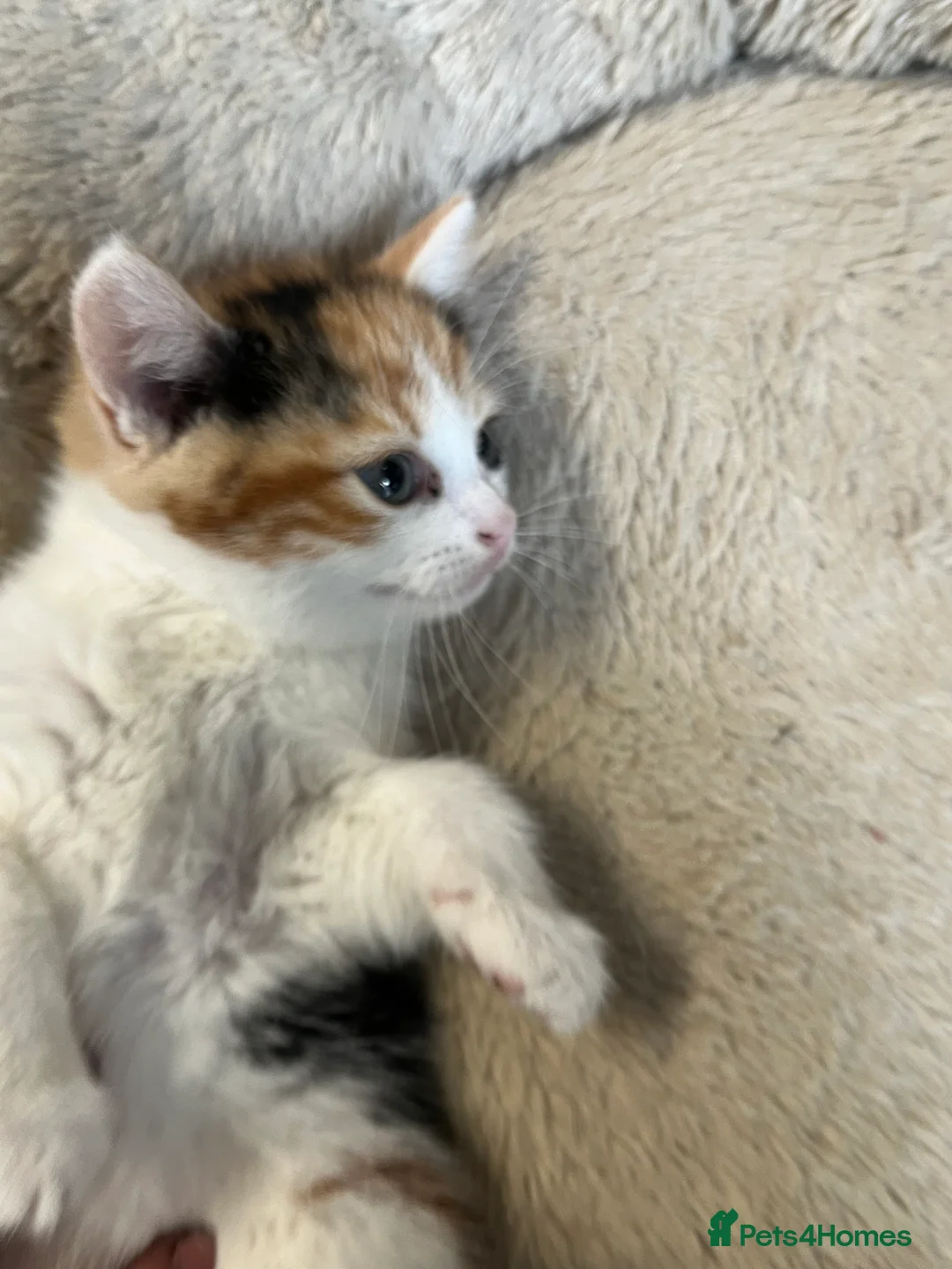 Mixed Breed cats for sale: Stunning MixedBreed Calico & TortoiseShell Kittens - Advert 6