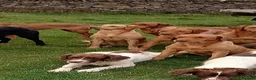 Labrador Retriever dogs for sale: Exceptional kc reg labradors  in Thirsk - Advert 14