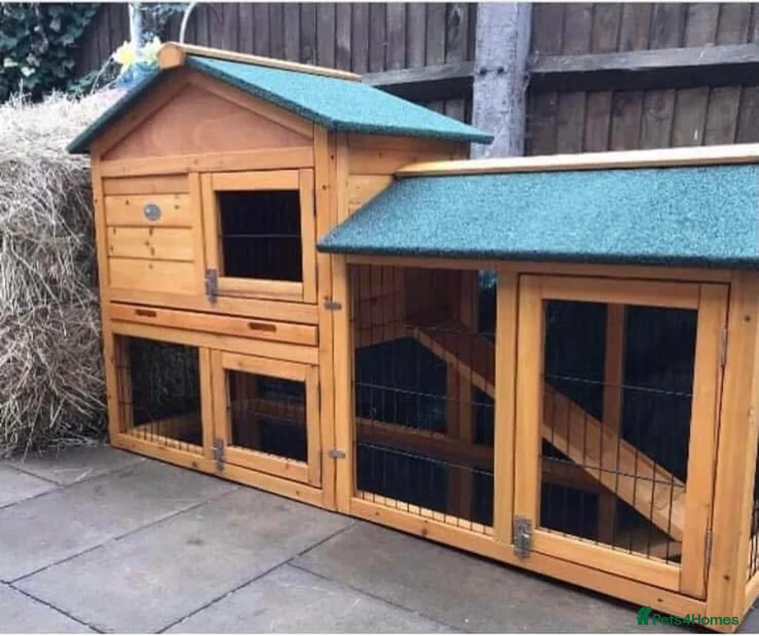 Mini Lop rabbits for sale: Mini lops  ( Est since 2014 ) - Advert 12