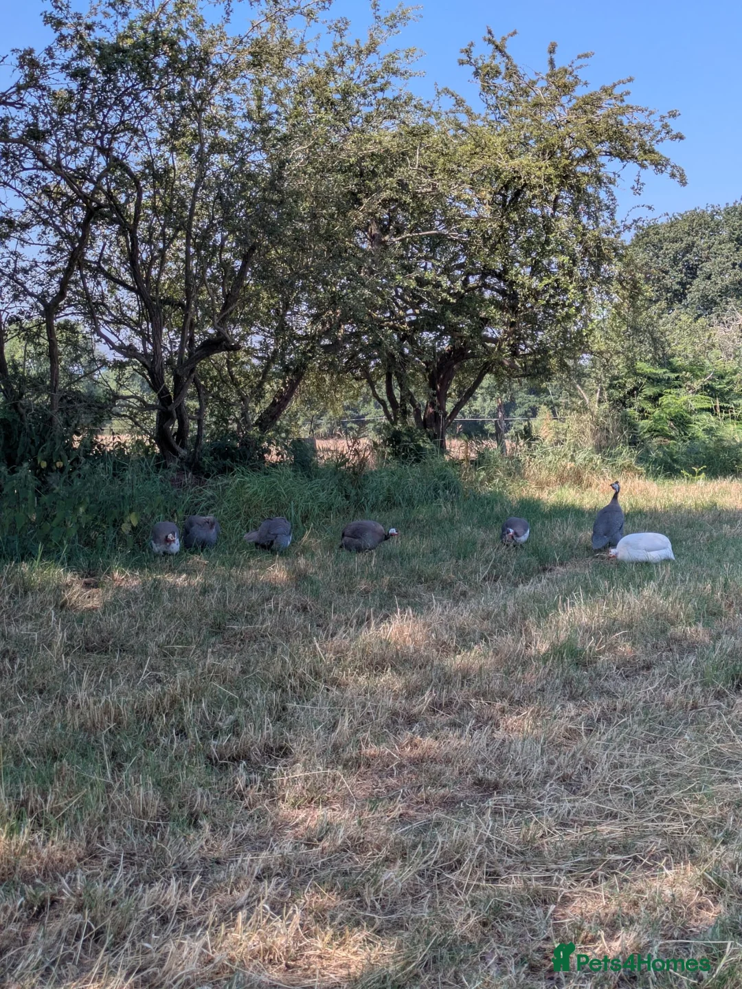 Guinea Fowl poultry for sale: Guinea Fowl Hatching Eggs in Market Drayton - Advert 3