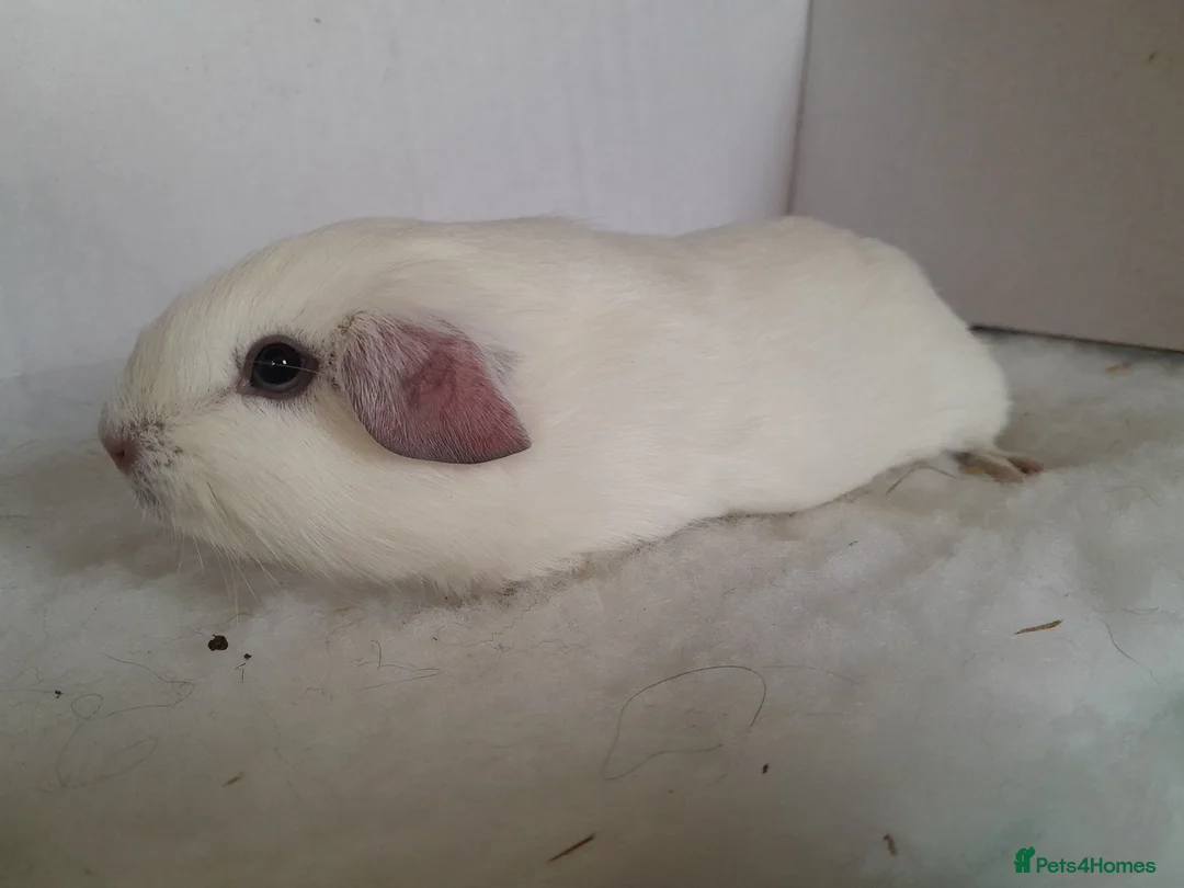 Guinea Pig rodents for sale: Guinea Pig Boars - Advert 5