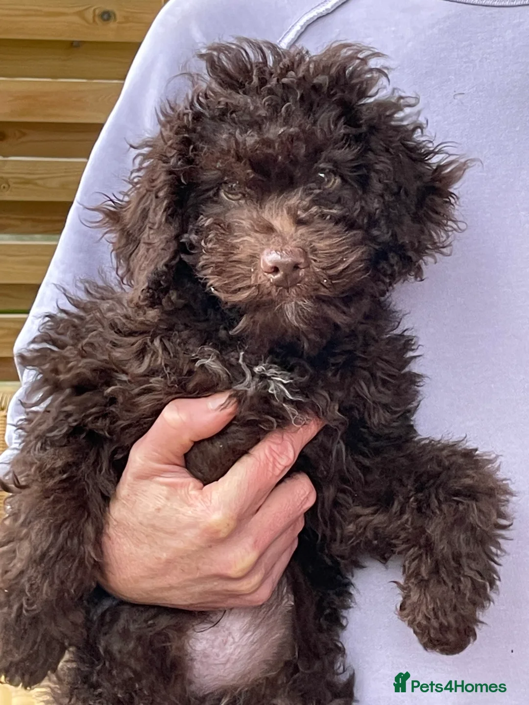 Miniature Poodle dogs for sale: Adorable Miniature Poodle puppies  - Advert 4