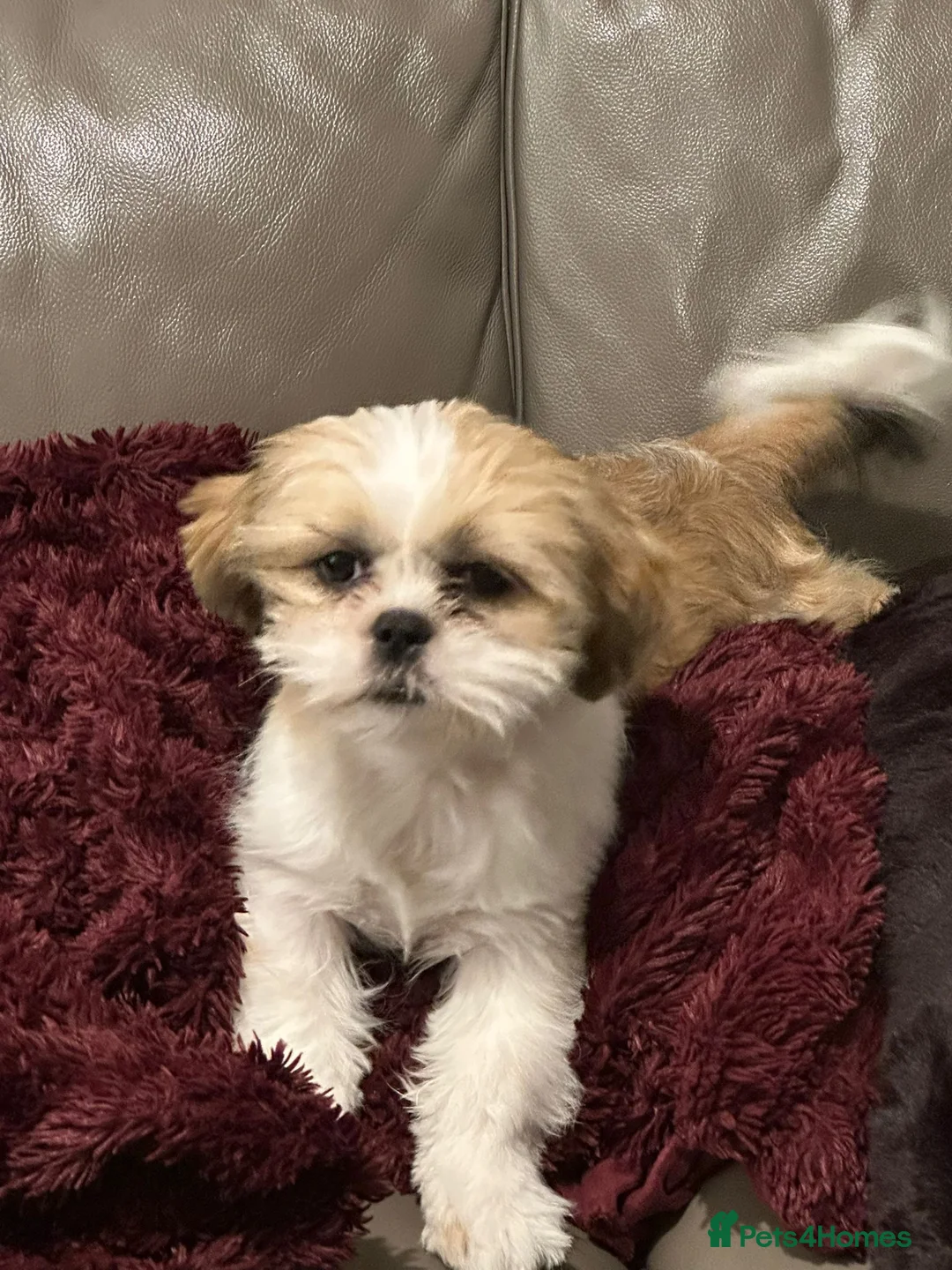 Shih Tzu dogs for sale: Beautiful shih tzu boy  in Southall - Advert 2