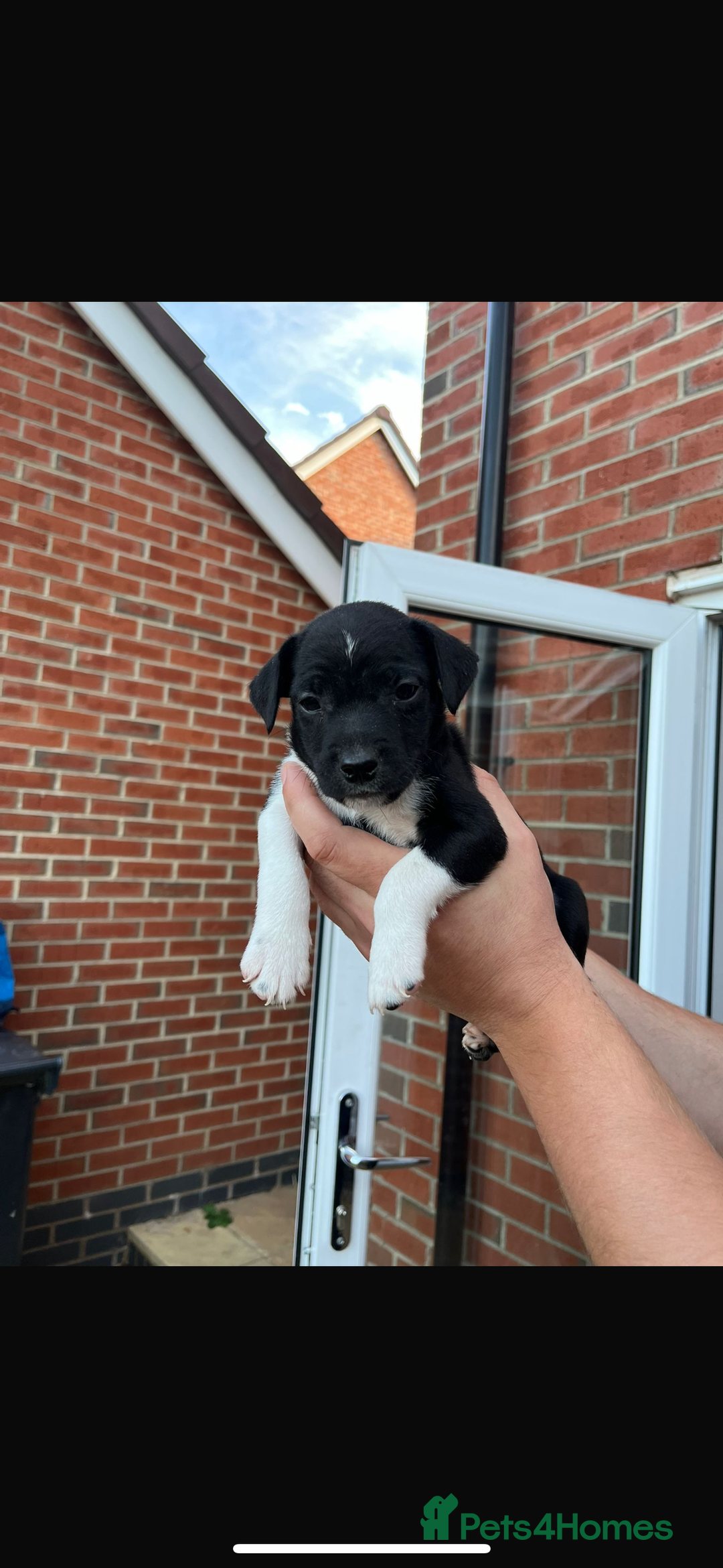 Patterdale Terrier dogs for sale: Patterdale puppies  - Image 7