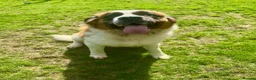 Saint Bernard dogs for sale: Saint Bernard female - Advert 7