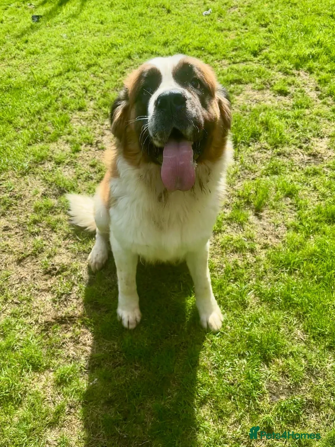 Saint Bernard dogs for sale: Saint Bernard female - Advert 7