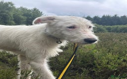 Mixed Breed dogs for adoption: Peter - Norwich Norfolk  - Image 14