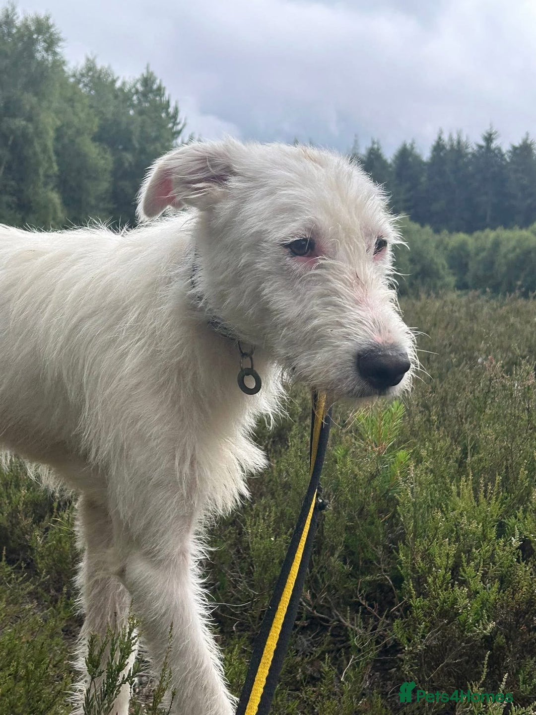 Mixed Breed dogs for adoption: Peter - Norwich Norfolk  - Image 14