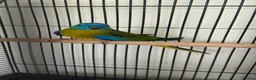 Mixed Breed birds for sale: Aviary Birds - Advert 8