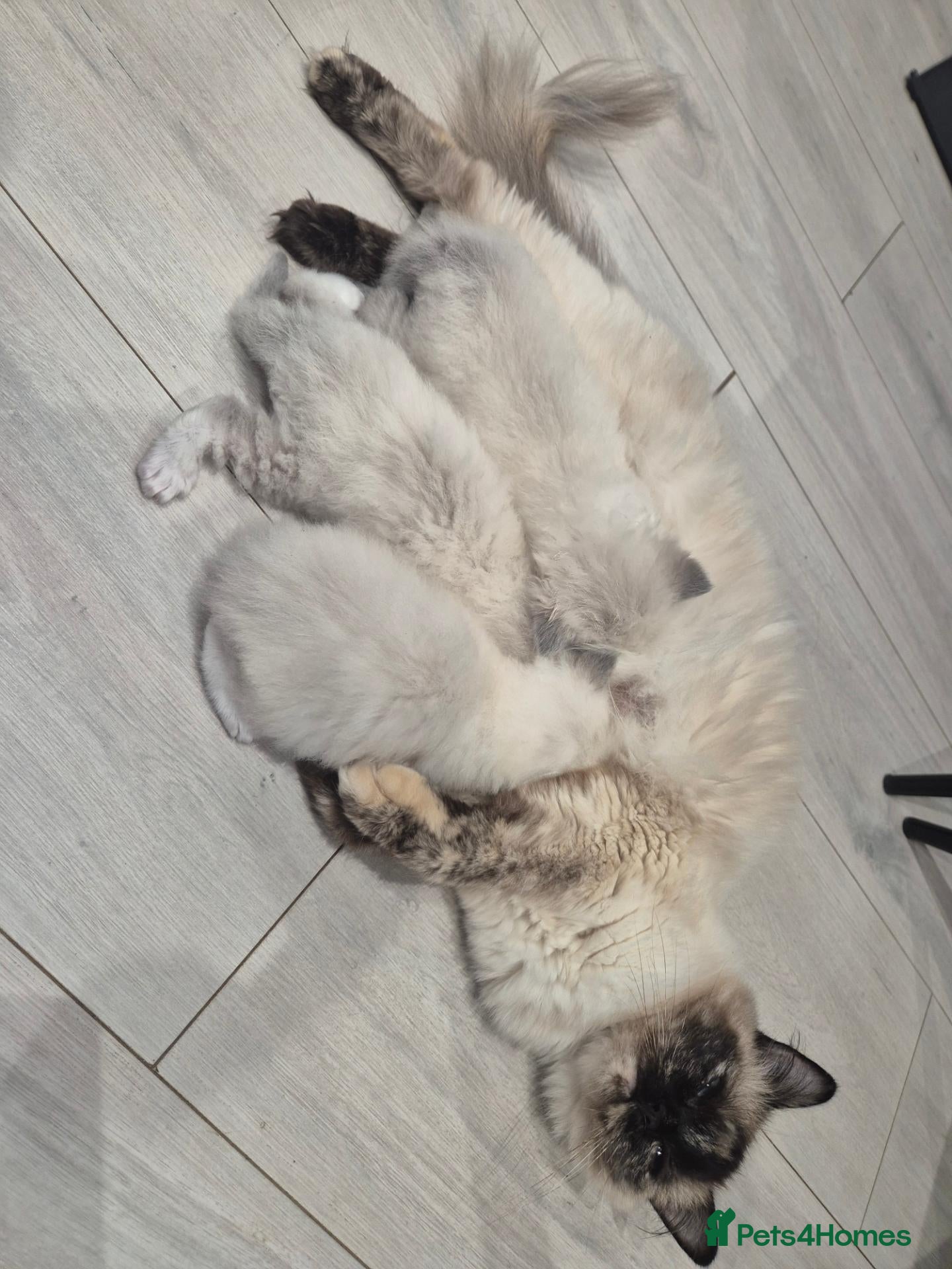 Ragdoll cats Beautiful Female Ragdoll Kittens - Advert 1